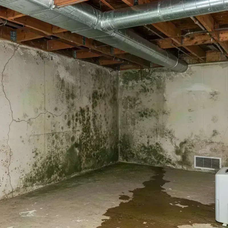 Professional Mold Removal in Camilla, GA